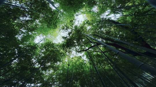 佘山竹林穿越机航拍