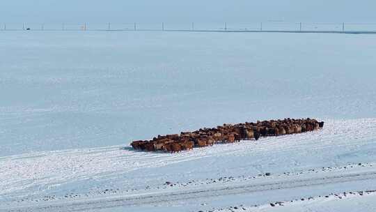 冬天雪山下的羊群 雪地上的羊群 羊群