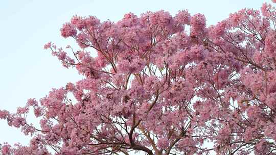 紫花风铃木