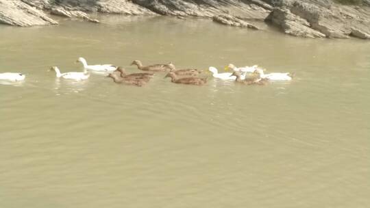 戏水河水里觅食的麻鸭鸭子视频素材模板下载