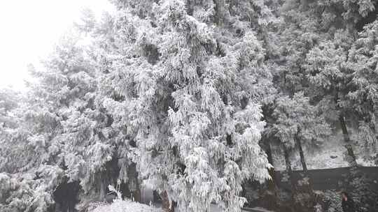 寒潮冬天下雪