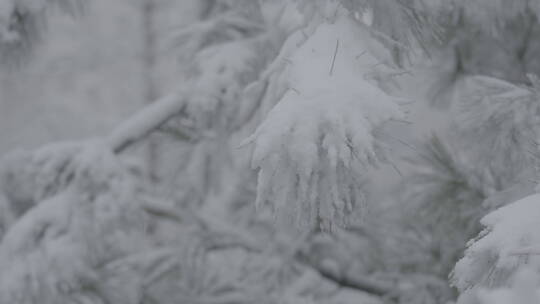 雪景 冬天雪景 大雪纷飞