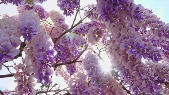 疑虑阳光穿过美丽的紫藤树