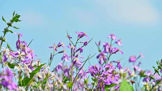 春天盛开的紫色二月兰花朵花丛花海花圃