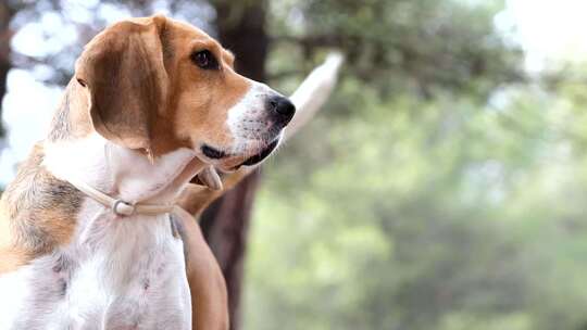 一只小猎犬在白天去森林旅行时摇尾巴的慢动