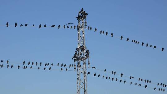 成群的鸟儿站在电缆上