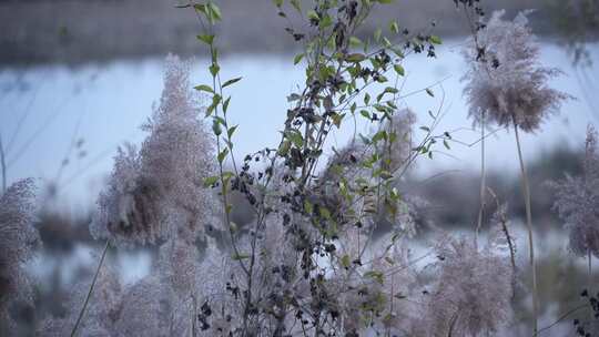 芦苇 湿地 芦苇田 植物 大片芦苇 芦苇地