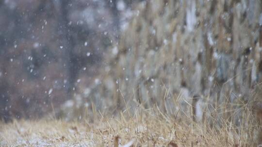 威海里口山山野树林的落雪4K视频素材模板下载