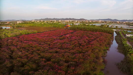 紫薇花海航拍