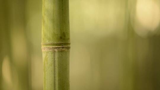 清翠的竹
