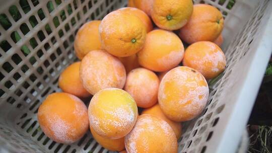 赣南脐橙采摘脐橙丰收的季节农忙采摘