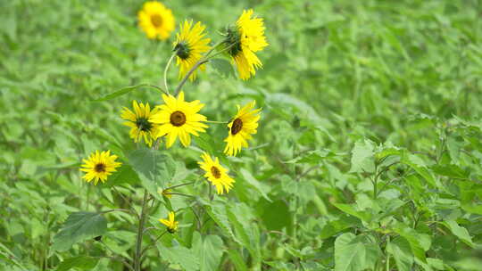 向日葵向阳花葵花