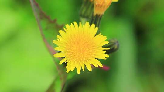 野外的苦菜花，苦苣菜，黄色的野花实拍