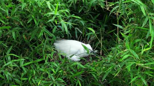 生态保护区白鹭孵化
