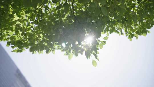 阳光透过树叶的缝隙视频素材模板下载