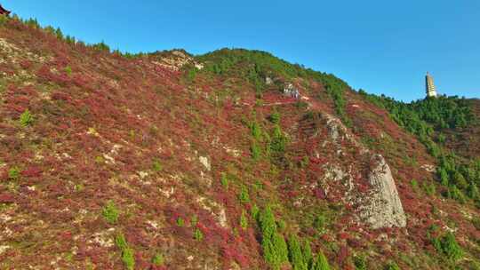 三峡红叶