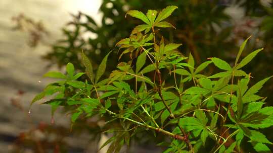 雨中植物绿植房檐