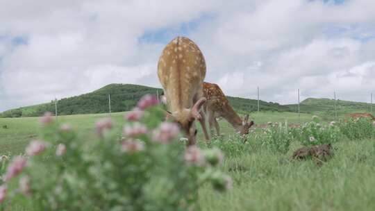 4K 草原 梅花鹿吃草  旅游 宣传片素材