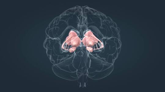 脑室系统和主基底节医学动画三维人体器官