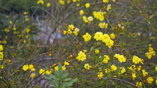 早春迎春花清明花小黄花花簇花瓣花蕊植物