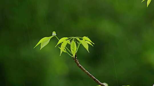 雨中嫩叶新芽