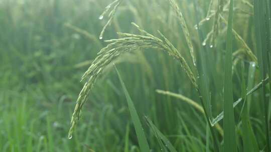 雨中的稻穗水稻特写雨露水珠田野