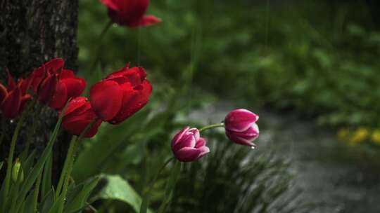 唯美小景、雨中的玫瑰花视频素材模板下载