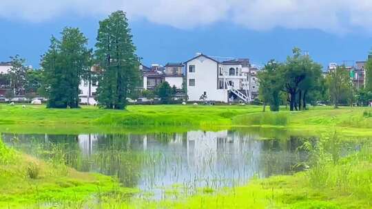 树林草原 森林公园 花草树木 田园风景