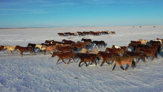 呼伦贝尔草原冬天的蒙古马-007
