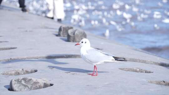 海鸥 海边 海平线 群鸟 大海