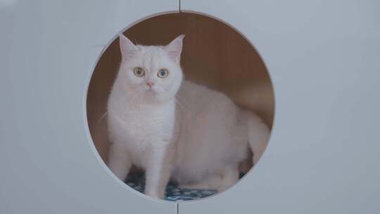 宠物猫白猫视频素材模板下载