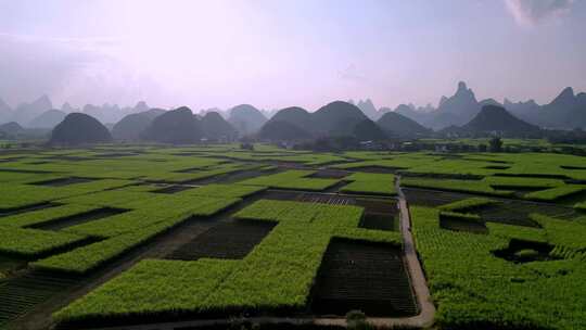 航拍广西黑皮甘蔗种植基地