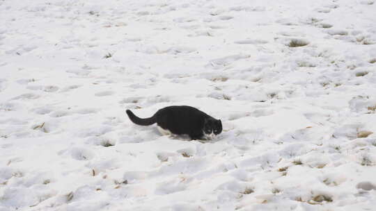 小黑猫在雪地上行走玩耍