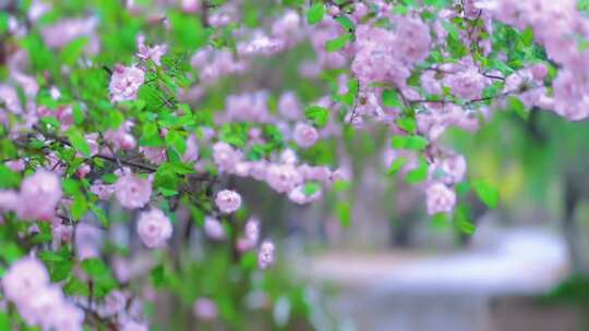 浪漫唯美樱花 桃花盛开风中春天花开 意境