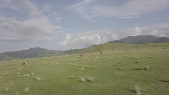 草原山峰与牛航拍log素材