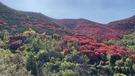 济南捎近村，秋天满山红叶成近郊游