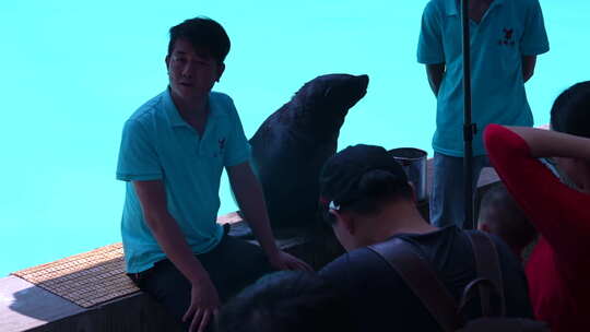 动物园里海豹正在与饲养员一起互动视频素材模板下载