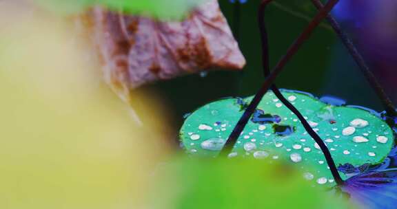 雨后荷叶上的露水珠