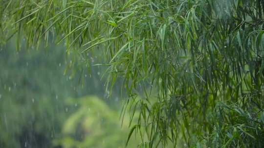 竹子、竹林，雨滴，绿色 春雨中的竹林