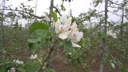 陕西果园春节开花视频素材模板下载