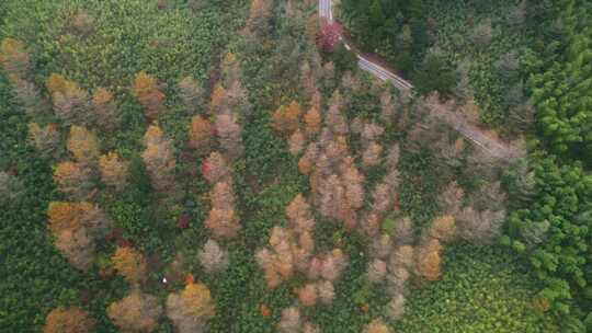 杭州临安林家塘村草山岗金钱松秋色航拍视频素材模板下载