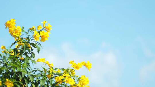 夏日花朵