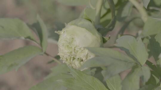 牡丹花种植LOG视频素材