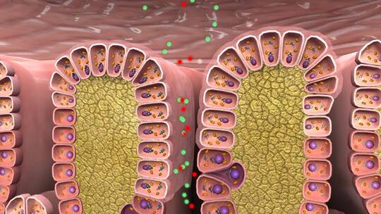 胃酸产生胃蛋白酶原黏液层壁细胞胃襞动画