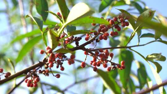 花椒 花椒收获 麻椒 三农 农业