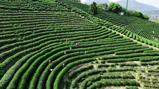 茶田茶树茶农采茶采摘茶叶