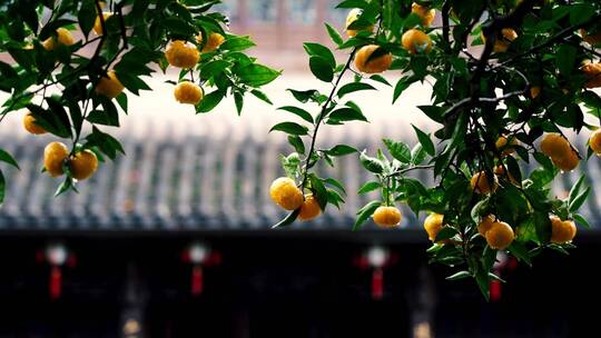 雨天实拍杭州胡雪岩旧居橘子树视频素材模板下载