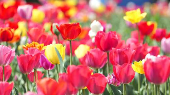 郁金香花海春天公园植物园