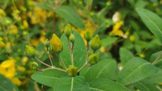 大自然野花植物鲜花花朵实拍