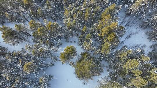 呼伦贝尔自然风光松林雪景雪花飘落